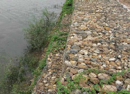 生態格網 生態格網